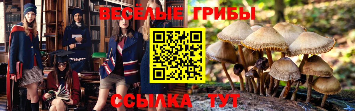 Галлюциногенные грибы Psilocybine cubensis Вязники